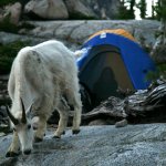 Billy Goat checks out camp