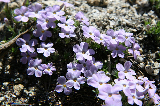 Spreading Phlox