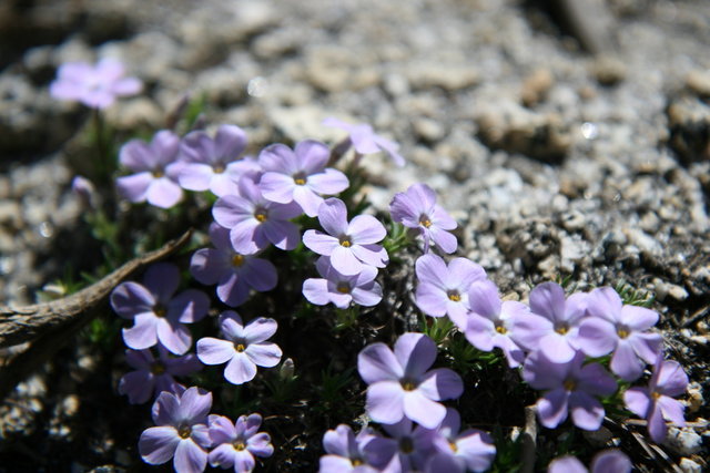 Spreading Phlox