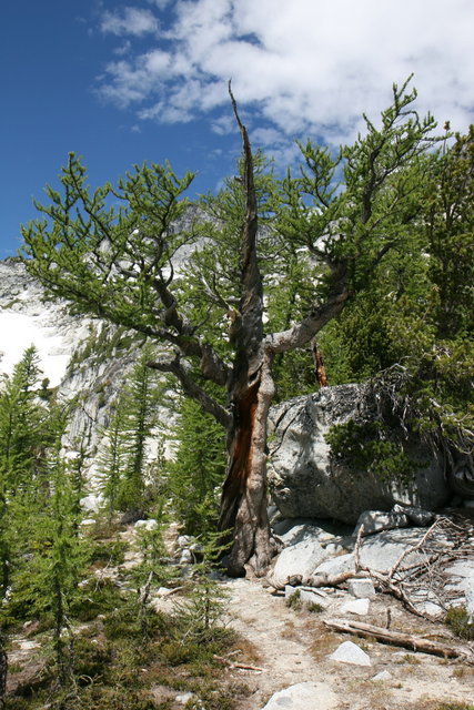 We found an Ent! (Alpine Larch)