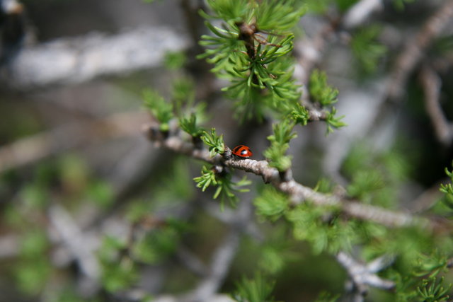 Lady Bug