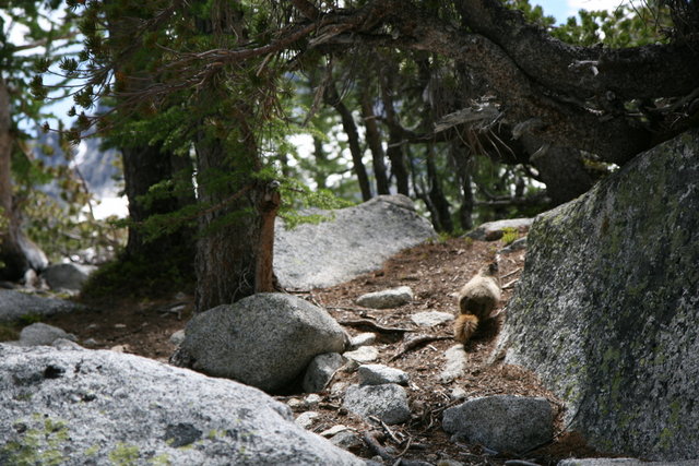 Beat feet Marmot meat