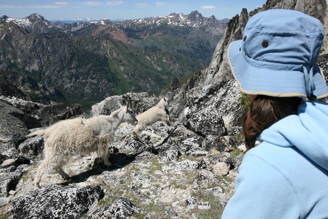 Goats at Aasgard