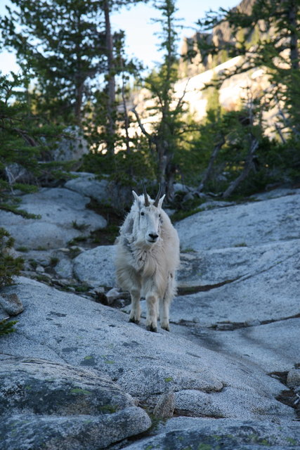 Nanny Goat